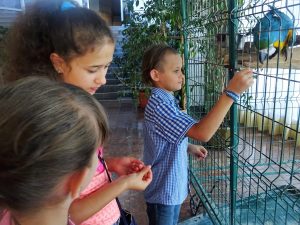 parrot-in-hotel